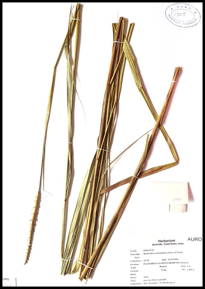 Dry herbarium images